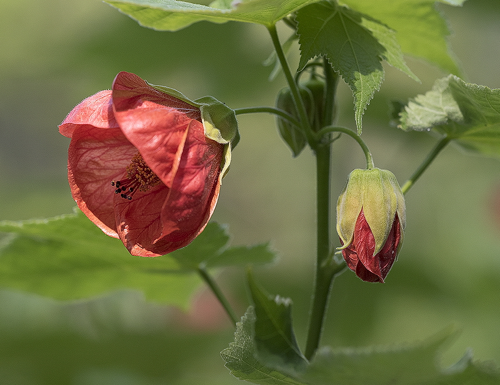 4711 Wuppertal Zoo KA7_2836 als Smartobjekt-1 Kopie.jpg